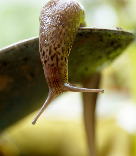 A slug on a trowel