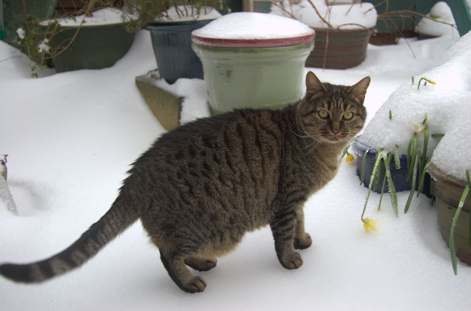 Zaphod the cat standing on the ice-encrusted snow, staring at the camera