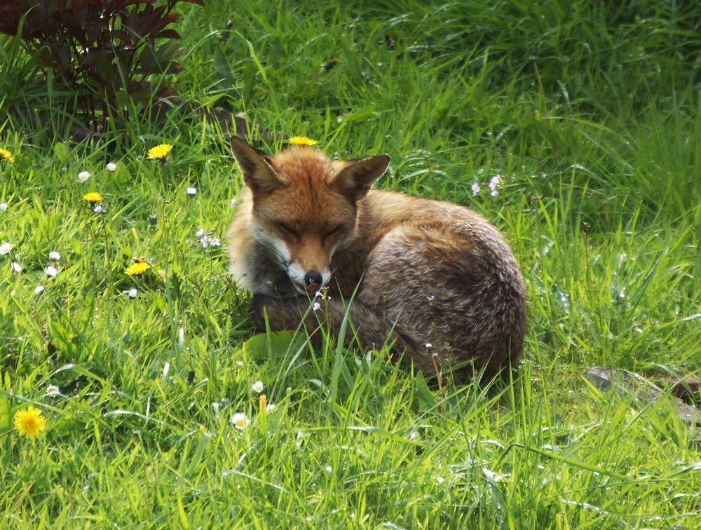 Fox licking its nose