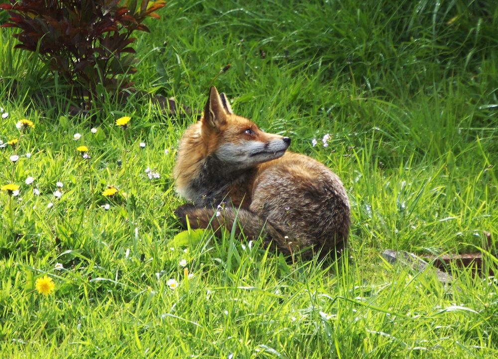 Fox looking at something